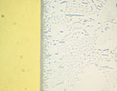 Figure 9.  Intermetallic Ni-Sn layer between the pin and the Pb-free solder